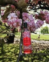 ذابودى شوب ميست جابنيز شيرى بلوسوم الفراولة ا The Body Shop Japanese Cherry Blossom Strawberry Kiss Body Mist 100ml