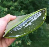 تيريسيا جل الصبار الكوري | Teresia Soothing Gel 100% Aloe Vera