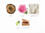 صقر الجزيرة